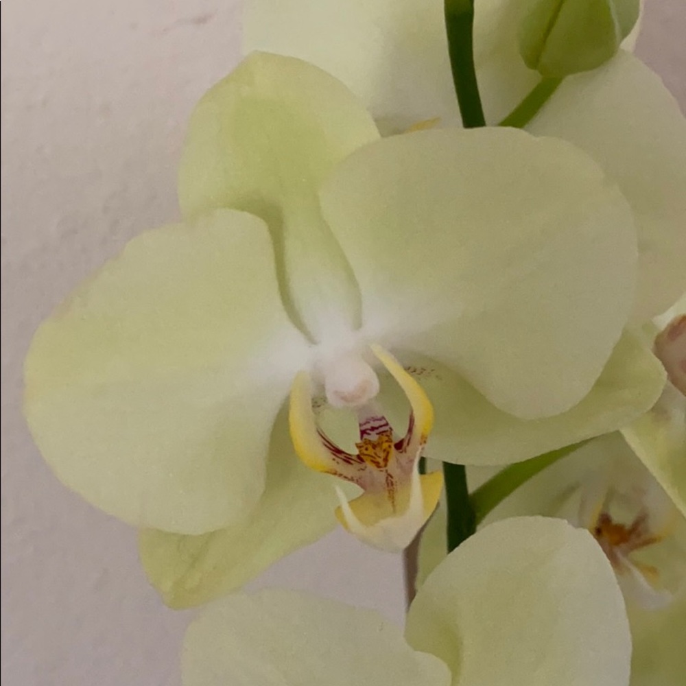 Meet your Posher, Sonya